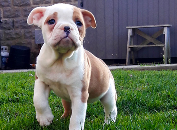 DoubleTake Bulldogges Olde English Bulldogge Puppies For Sale in ...